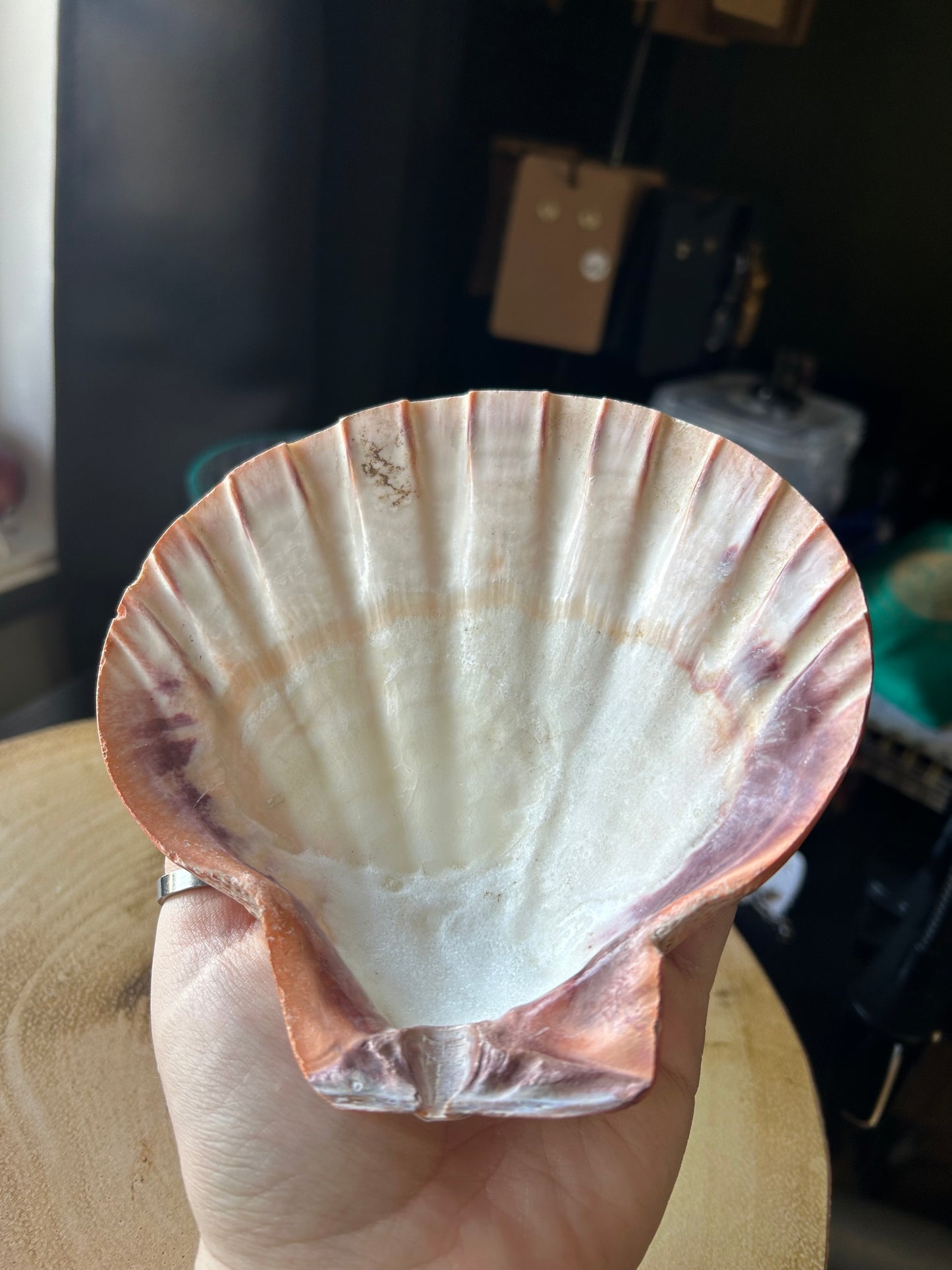 Natural Shell