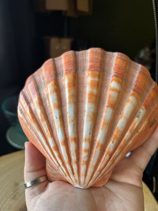 Natural Shell