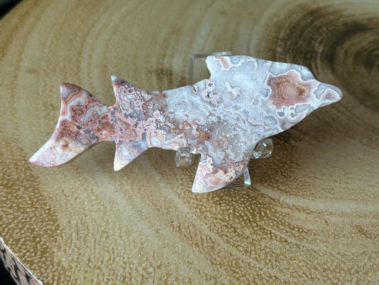 Pink Crazy Lace Shark